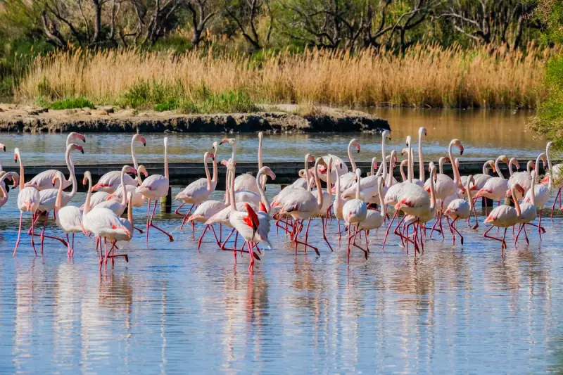 Un troupeau de flamants roses se tient dans l'eau peu profonde, un spectacle magnifique à visiter en Camargue.